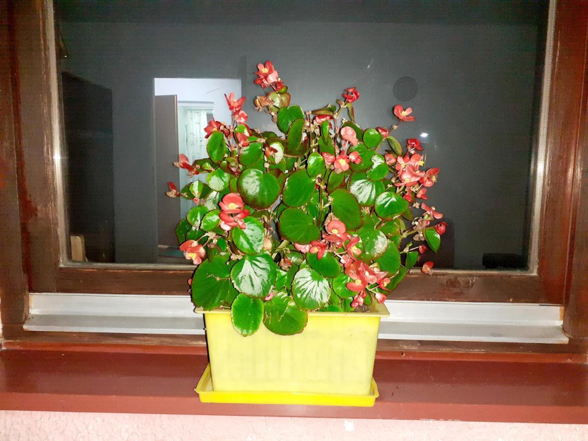 Obiteljski Apartman Borovi ヴィソコ エクステリア 写真